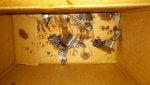 piston parts.jpg